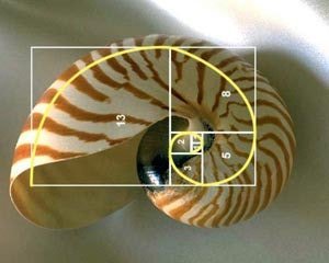 nautilus